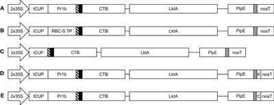 Development of a plant-based oral vaccine candidate against the bovine respiratory pathogen Mannheimia haemolytica